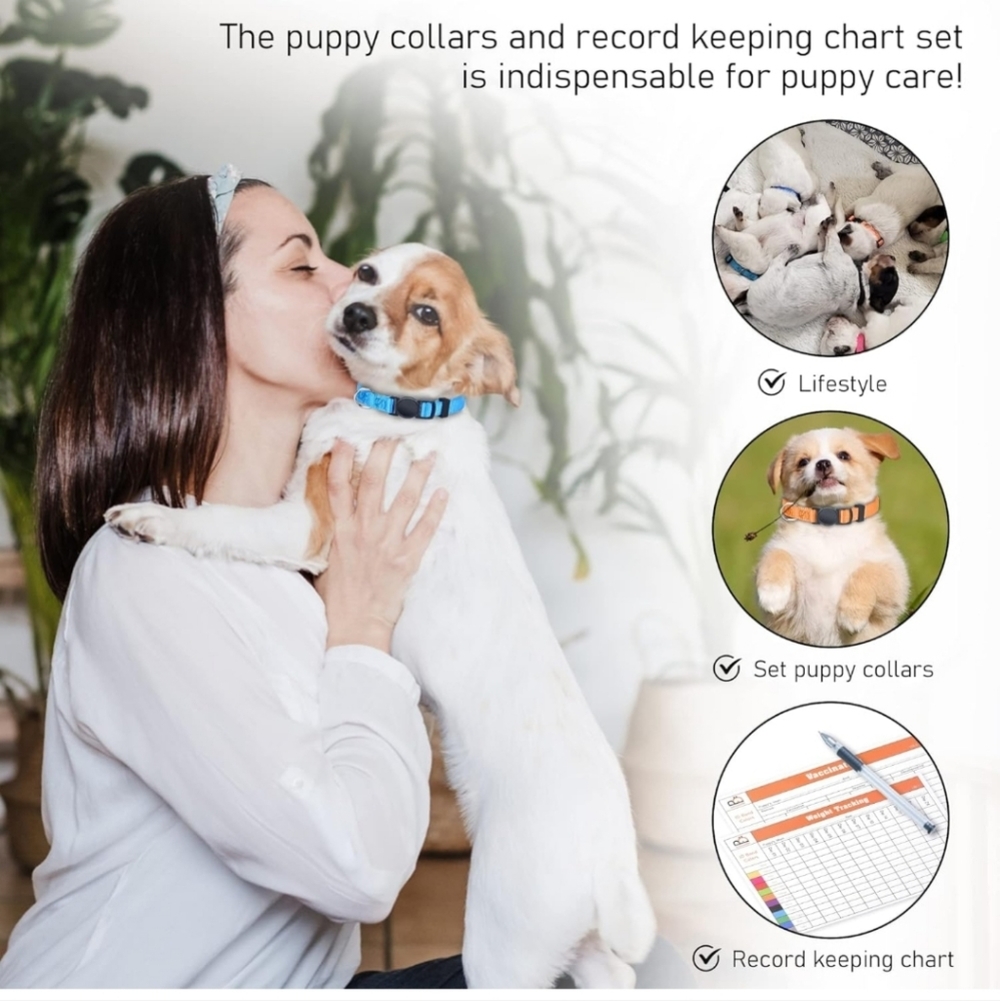 12 Pet Collars - Picture 6 of 7